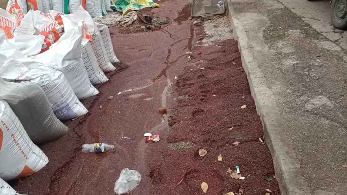 REWARI MANDI MUSTARD CROP DAMAGE