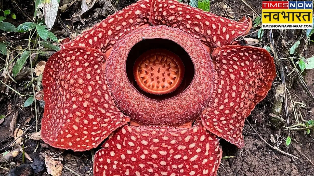 दुनिया का सबसे बड़ा फूल, जिससे सुगंध नहीं आती है दुर्गंध, पास चले गए तो बंद करनी पड़ेगी नाक