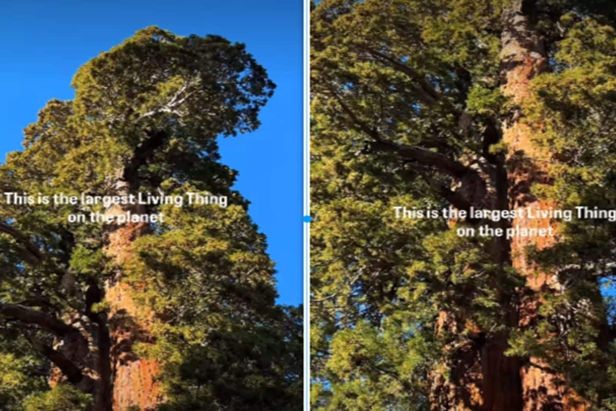 बाप रे बाप! इतना बड़ा पेड़, एक को काटते ही मिल जाएगी 15 लाख किलो लकड़ी