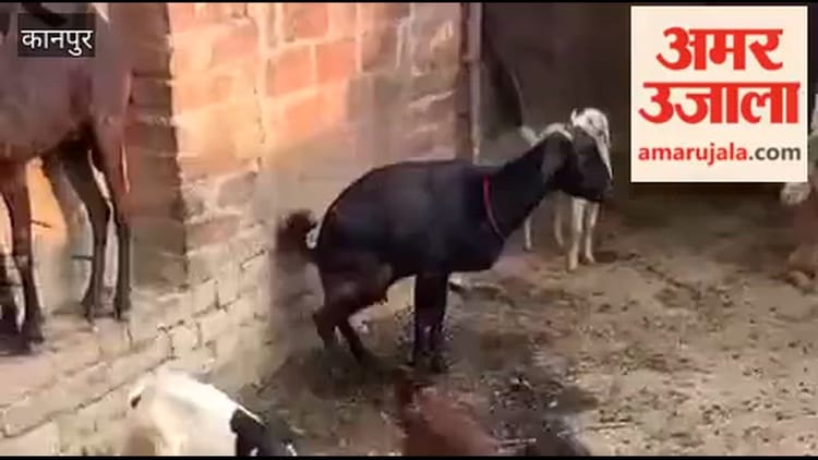 साढ़ में किसान के घर का ताला काटकर दस बकरियां चोरी