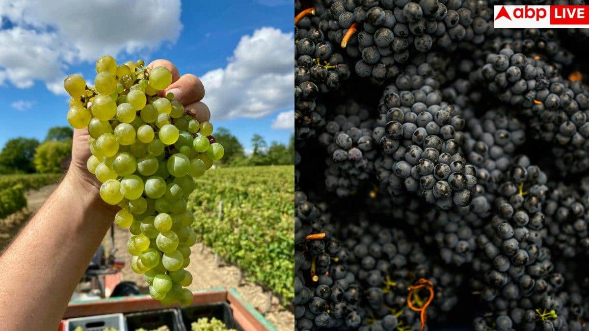 Black Grapes Vs Green Grapes: काले अंगूर पर ज्यादा पेस्टिसाइड लगा होता है या हरे अंगूर पर? जानें इसे सही से साफ करने का तरीका