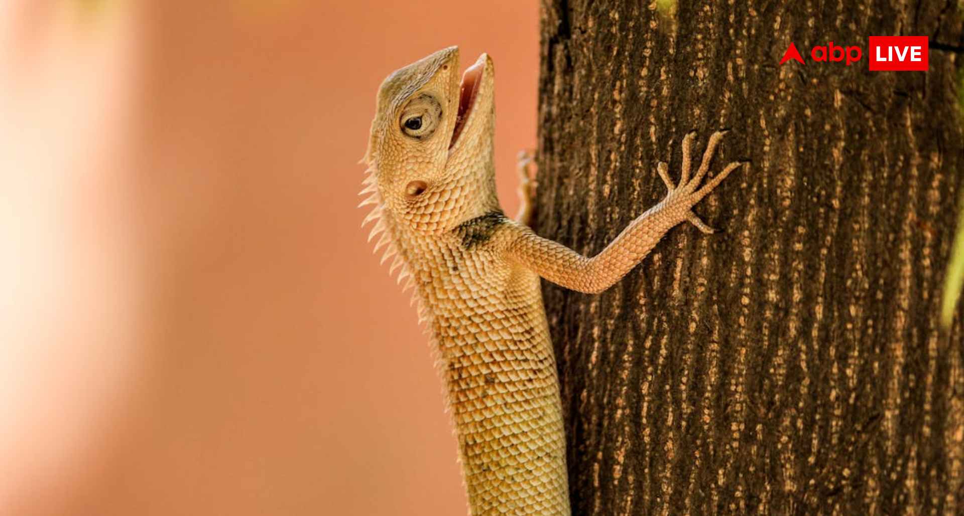 घर की दीवारों पर छिपकलियों ने बना लिया है घर, इन फ्री हैक्स से सॉल्व हो जाएगी प्रॉब्लम