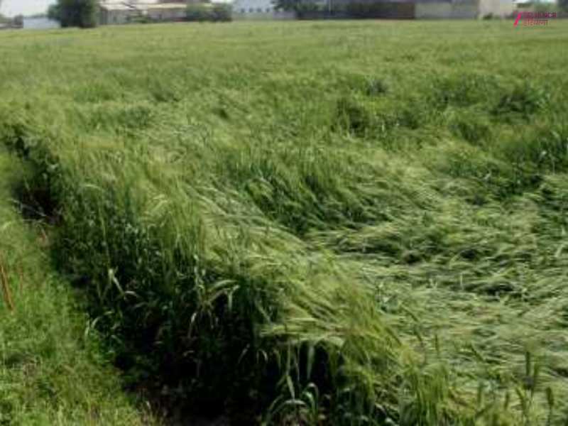 बेमौसम बारिश बनी आफत, गेहूं की फसल पर मंडराया खतरा