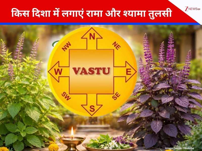 Vastu Tips: घर की इस दिशा में लगा लें रामा और श्यामा तुलसी, मां लक्ष्मी की कृपा से भरेगी तिजोरी; जानें जरूरी नियम