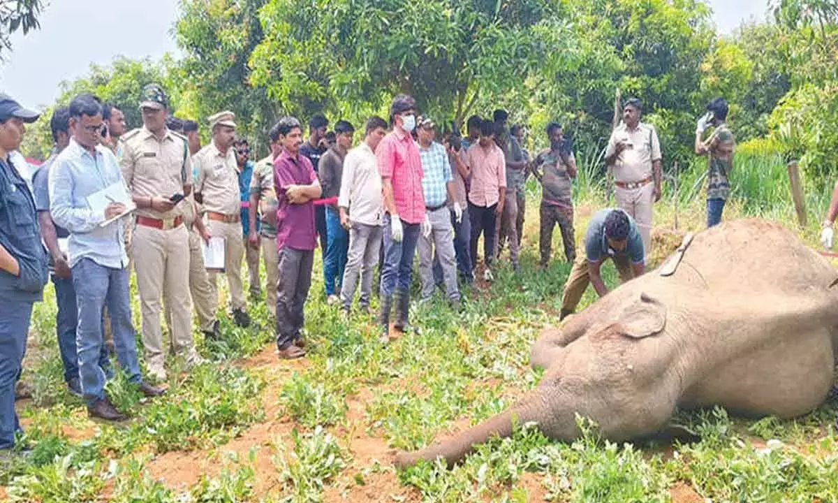 Andhra: तालाकोना रिजर्व फॉरेस्ट के पास अवैध बिजली के फंदों से दो हाथियों की मौत