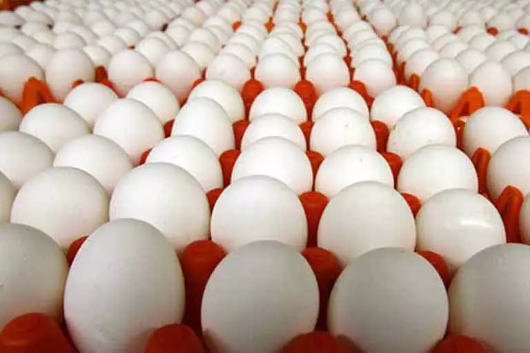 पश्चिम एशिया युद्ध से Namakkal के अंडे निर्यात पर असर, 144 करोड़ रुपये का नुकसान