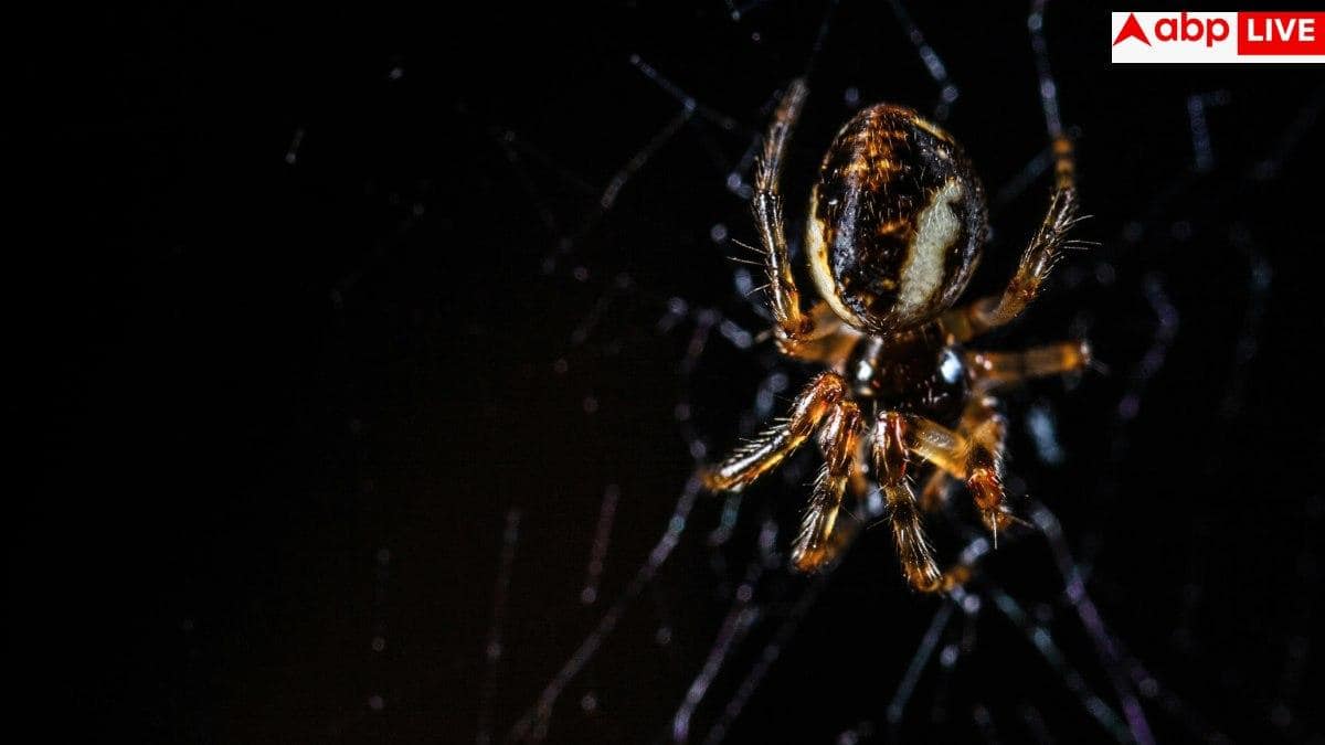 How To Get Rid Of Spider Webs: घर की सफाई के साथ कर लें ये काम, कभी नहीं लगेंगे मकड़ी के जाले