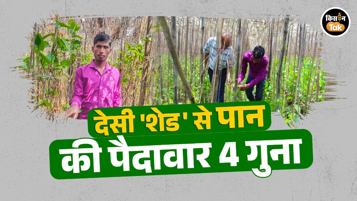 Successful farmer: गर्मी में न झुलसेंगे पत्ते, न होगी बीमारी! किसान के इस देसी शेड से पान की होगी चार गुना पैदावार