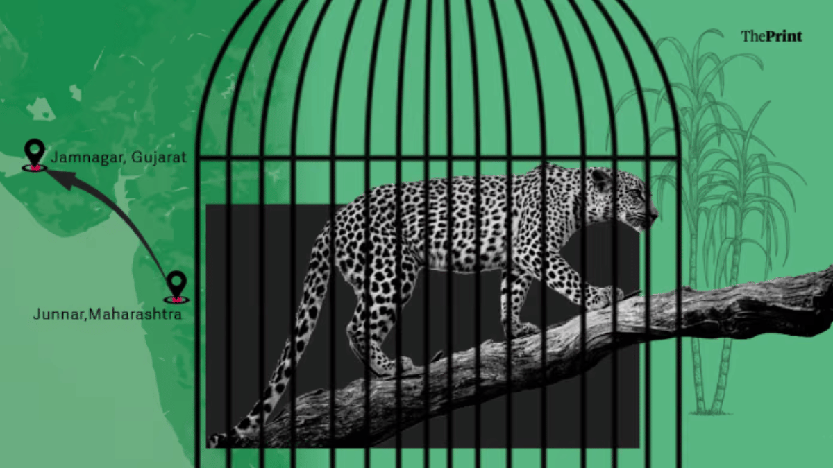 महाराष्ट्र के गन्ना खेतों के तेंदुए: Vantara शिफ्ट पर संरक्षण बनाम सुरक्षा की बहस