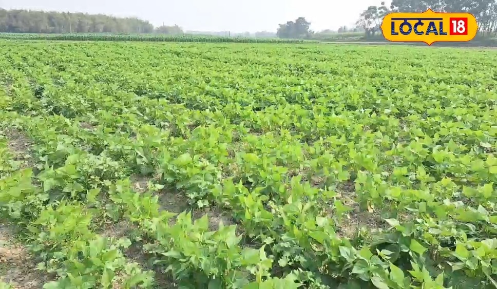 नौकरी वालों को टक्कर देते हैं अररिया के किसान, इस दाल से मात्र 3 महीने में कमाते हैं लाखों रुपये