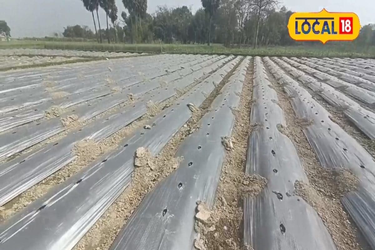 गर्मी में केवल 3 महीने मिलता है यह रसीला फल, खरीदने की लगती है होड़! किसानों को कम समय में दोगुना मुनाफा, करें बुआई