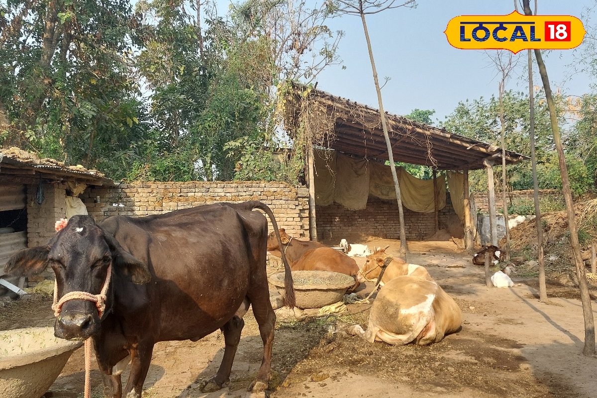 Animal Husbandry: इस वजह से गाय घुमाती है जीभ, शुभ-अशुभ ना समझें, चारे में डालें ये दो चीजें, हो जाएगी ठीक!