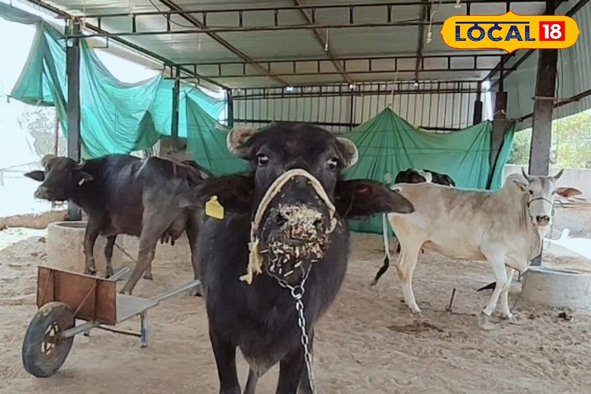 दूध दुहते समय ये गलतियां कर सकती हैं भारी, सेहत को भी हो सकता है नुकसान, जानें एक्सपर्ट की सलाह