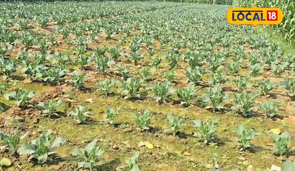 खेती से बदली तकदीर: अररिया के किसान अब पारंपरिक फसल छोड़कर कमा रहे लाखों, फूलगोभी बनी मुनाफे का नया जरिया