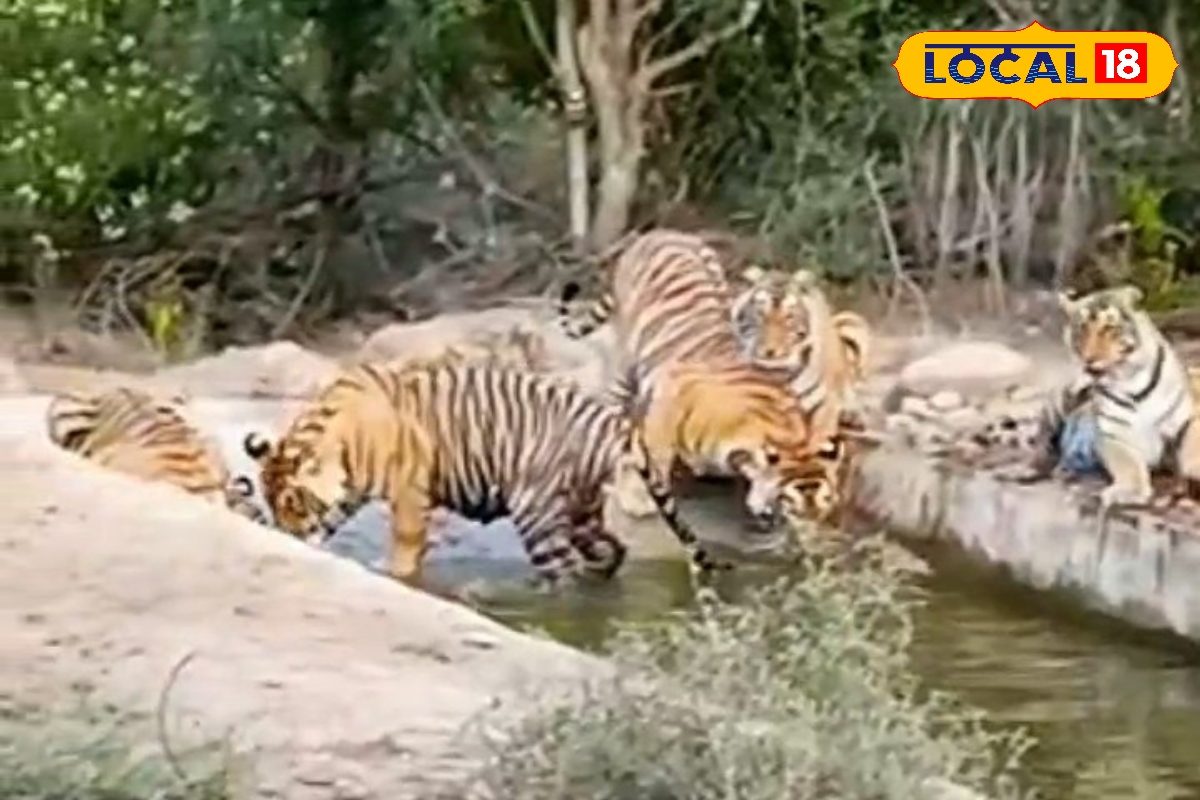 सरिस्का के 'लिवारी' ट्रैक पर दिखा बाघों का जलवा, 1 बाघिन और 4 शावक एक साथ देख पर्यटकों की थमी सांसें