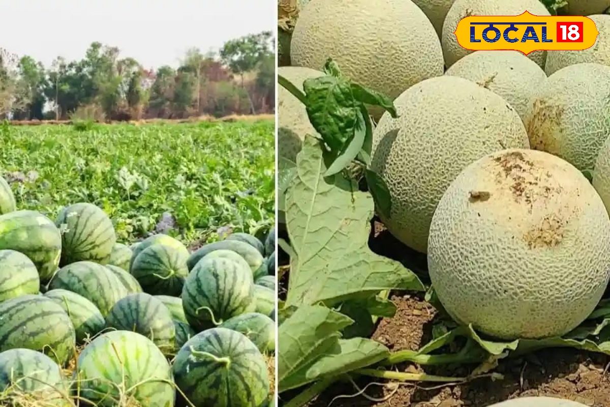 कम समय में ज्यादा मुनाफा देगी तरबूज-खरबूज की खेती, कीटों से बचाने के लिए अपनाएं ये तरीके