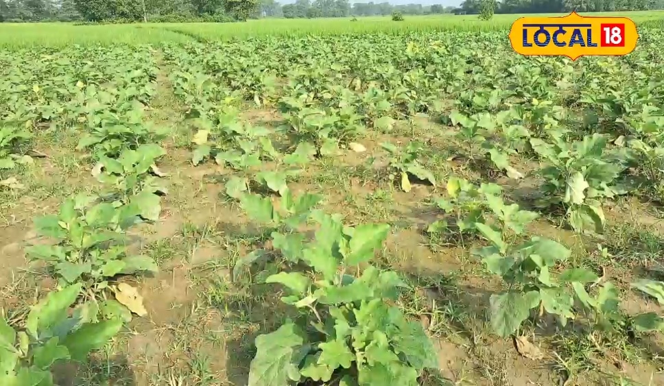 अररिया का यह किसान बैगन की खेती से हो रहा मलामाल, एक सीजन में 5 लाख तक की कमाई, जानें ये तरीका