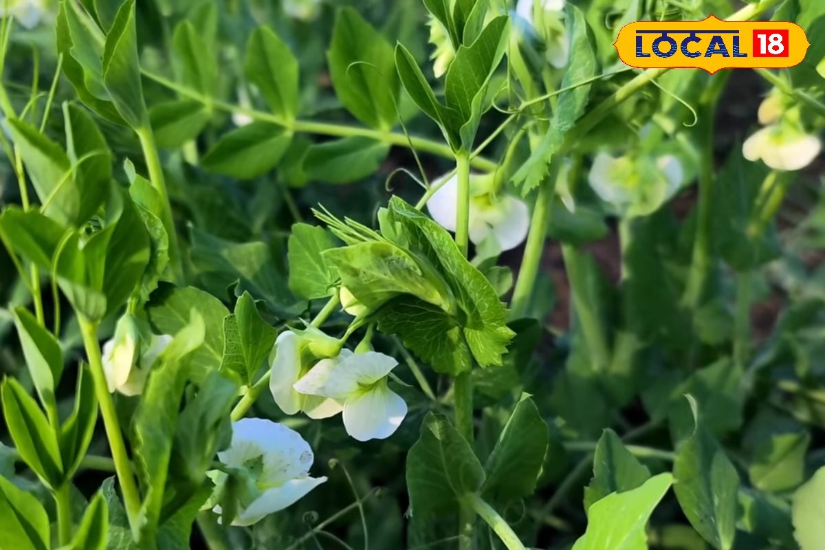 सावधान! मटर की फसल में फली छेदक कीट लगने का बढ़ गया है खतरा, बचाव के लिए किसान करें ये उपाय