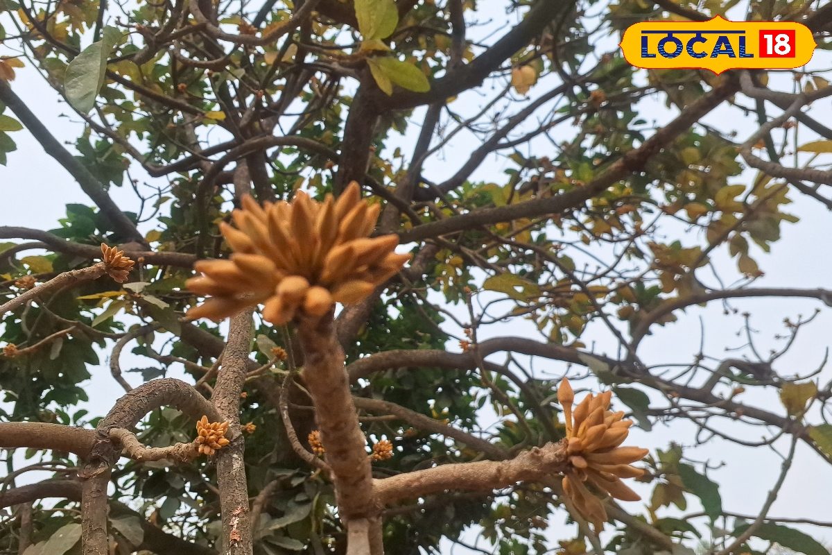 महुआ के पेड़ का हर हिस्सा है काम का! पाचन से लेकर त्वचा तक देता है फायदा, ऐसे करें इस्तेमाल