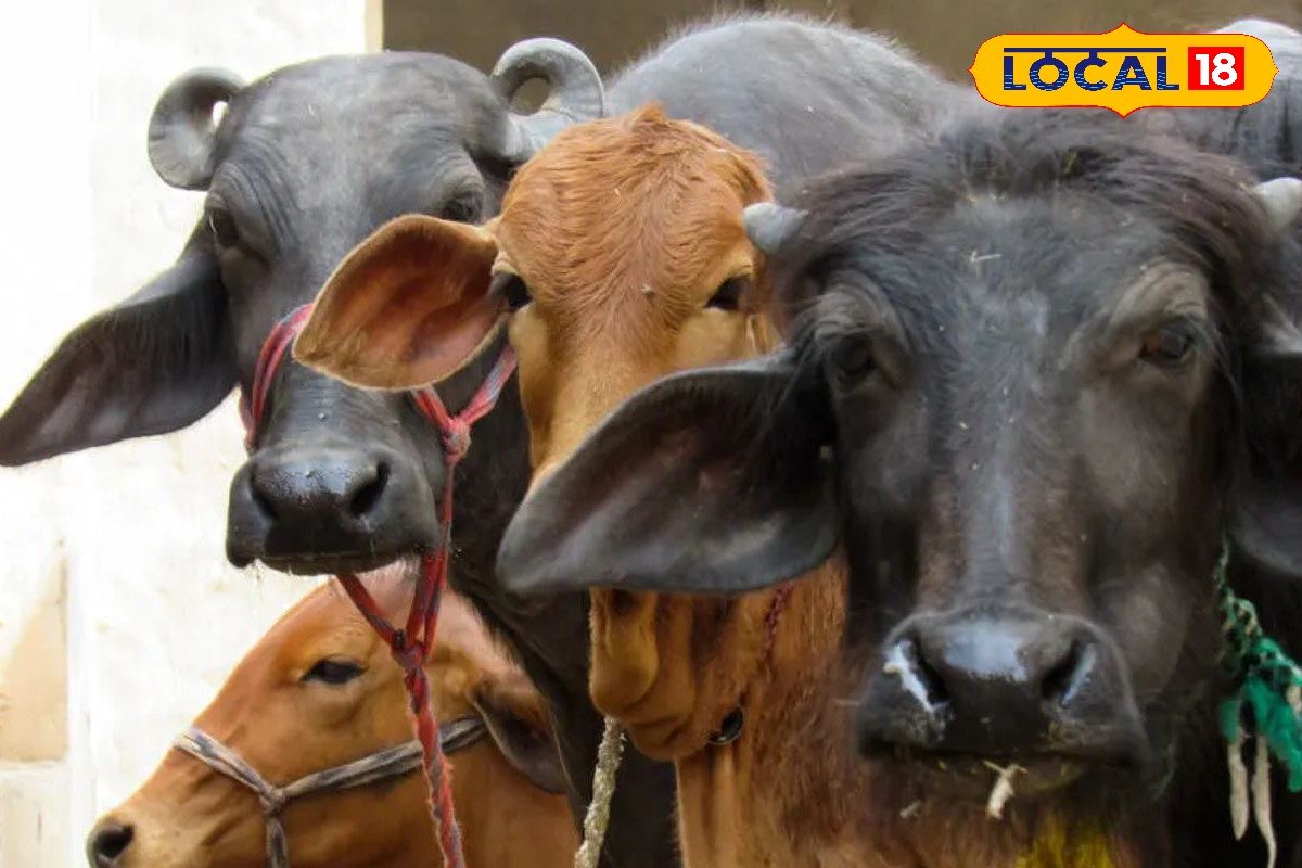 गर्मी में पशुओं की देखभाल कैसे करें? पशुपालन एक्सपर्ट ने बताए गाय-भैंस के लिए केयर टिप्स