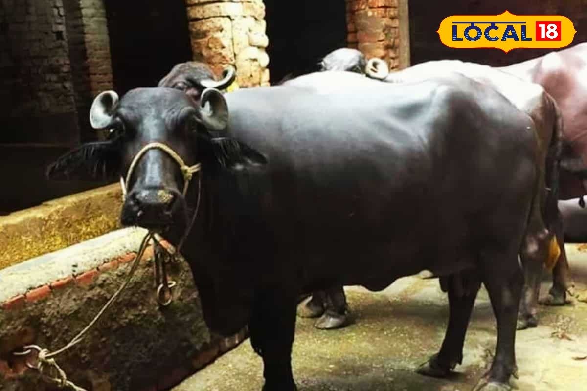 किसानों और युवाओं के पास बड़ा मौका! डेयरी शुरू करने पर मिलेगी 50% सब्सिडी, जानें लाभ लेने की प्रक्रिया