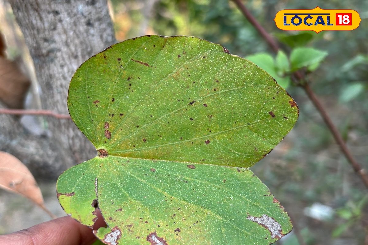 Animal Husbandry: पशुओं के लिए सुपरफूड है इस पेड़ की पत्तियां! दूध, सेहत और ताकत तीनों में देंगी जबरदस्त फायदा