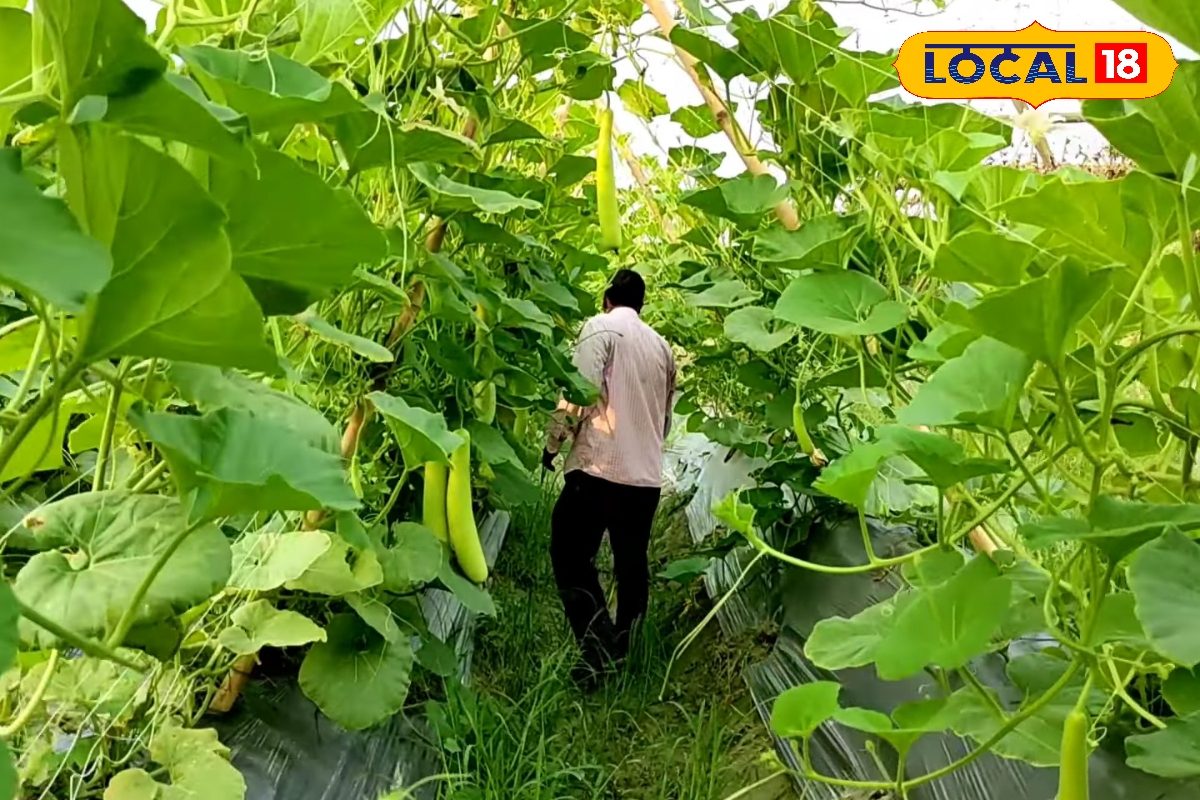 काशी बहार या पूसा हाइब्रिड 3...लौकी किसानों के लिए कौन सी किस्मों से कितनी कमाई?, ये 5 वैरायटी वरदान