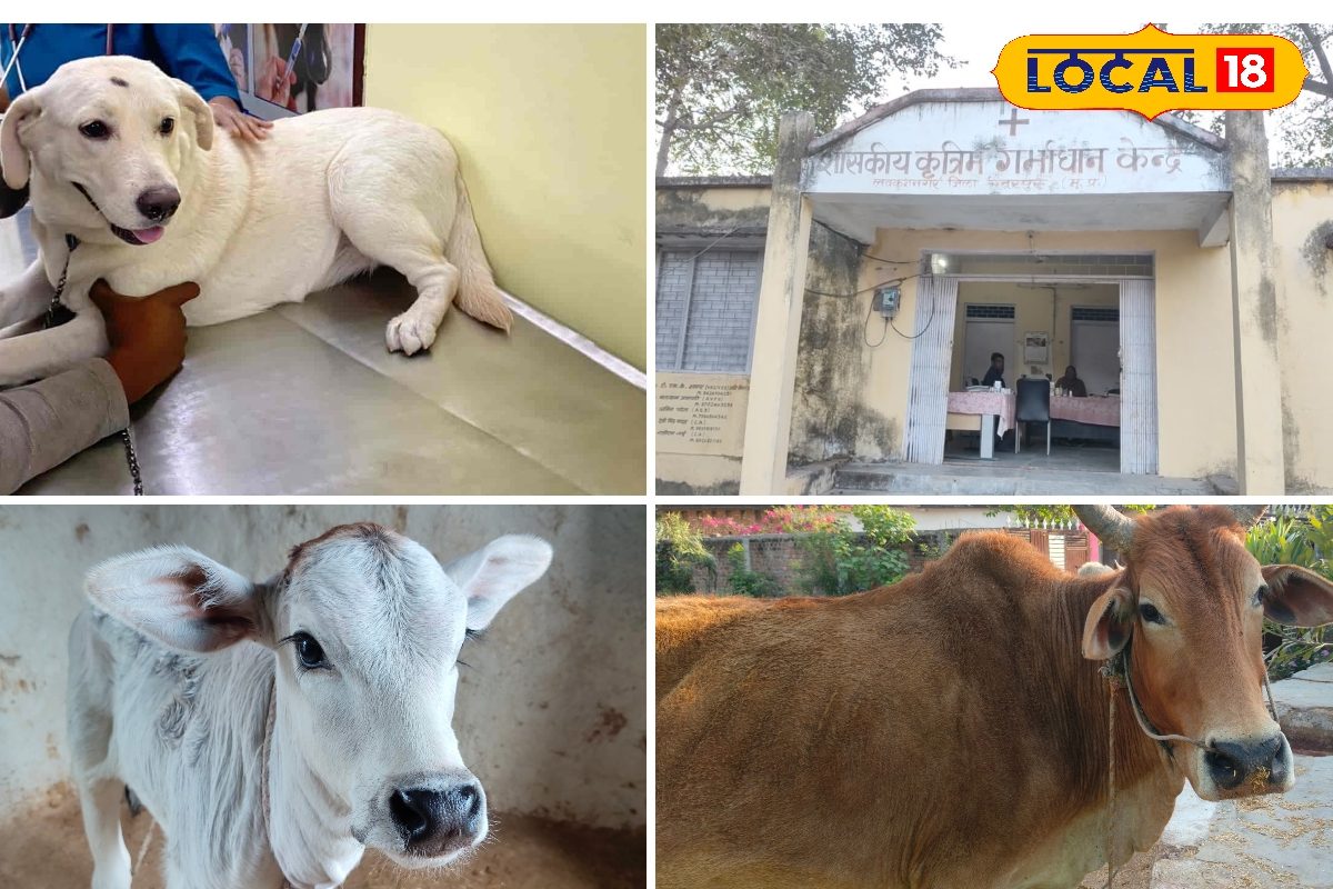 पशुओं का डॉक्टर बनना है? जानें कौन सा कोर्स, एंट्रेंस एग्जाम और पूरी प्रक्रिया