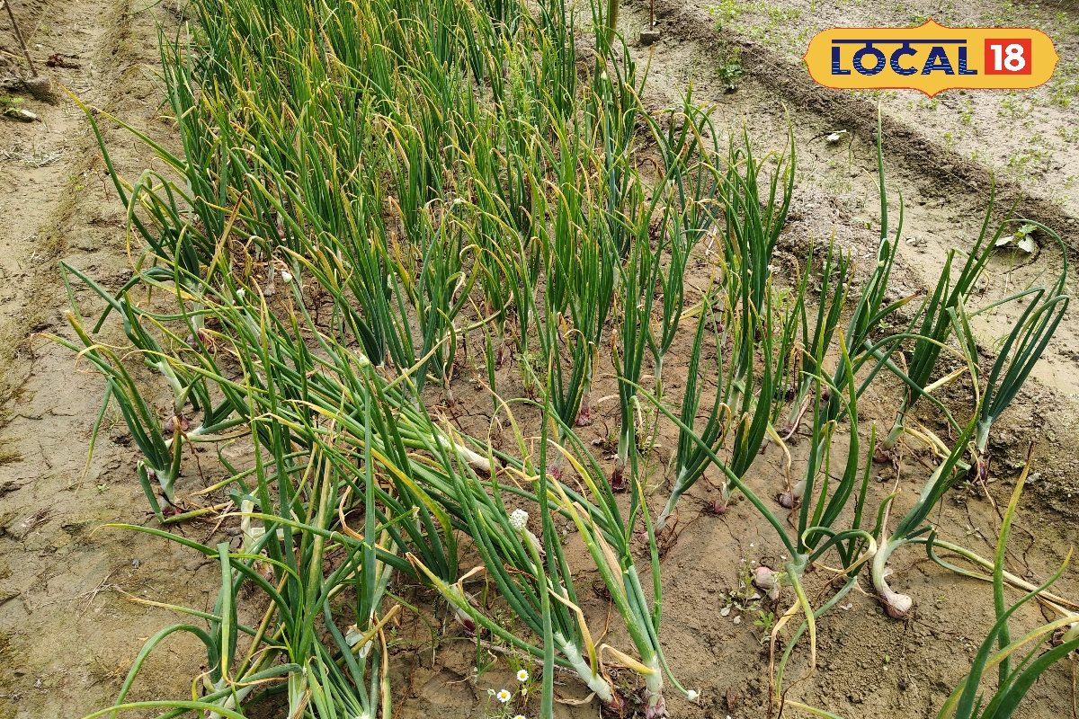 यूपी के किसान ने चलाया गजब दिमाग, नई तरीके से की प्याज की खेती, हो रहा फायदा ही फायदा