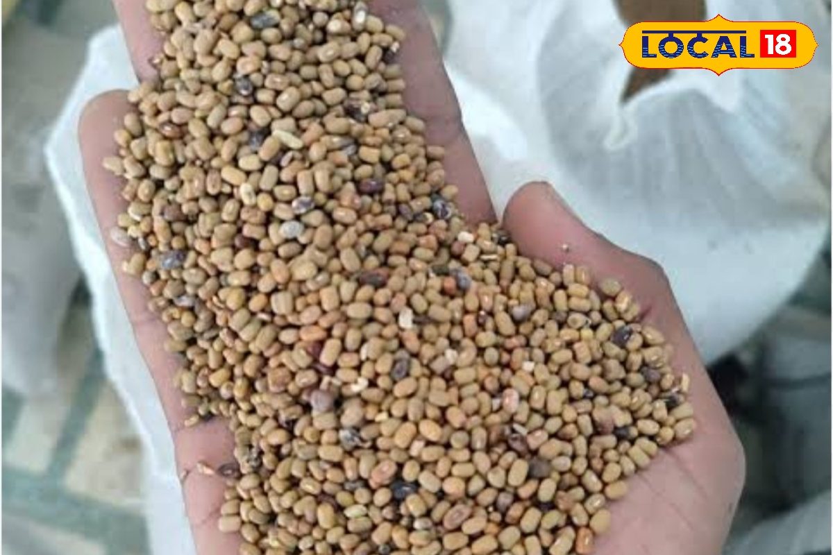 बीकानेर का मोठ बनेगा ग्लोबल ब्रांड! GI टैग की दौड़ तेज, भुजिया से लेकर किसानों तक बदलेगी पूरी तस्वीर