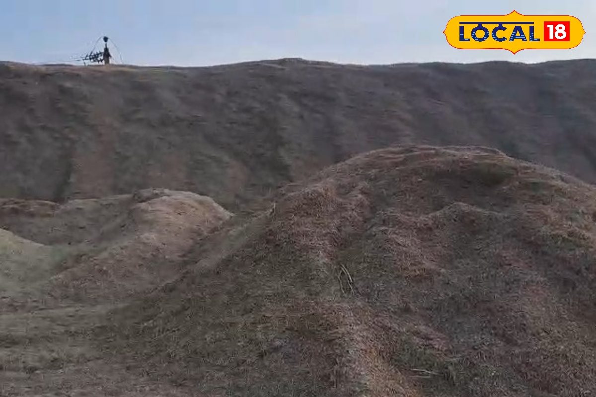 Mustard Farming Profit: सरसों के साथ 'तूड़ी' ने भी किया मालामाल! किसानों को मिल रहा डबल मुनाफा, जानिए क्या है ताजा भाव