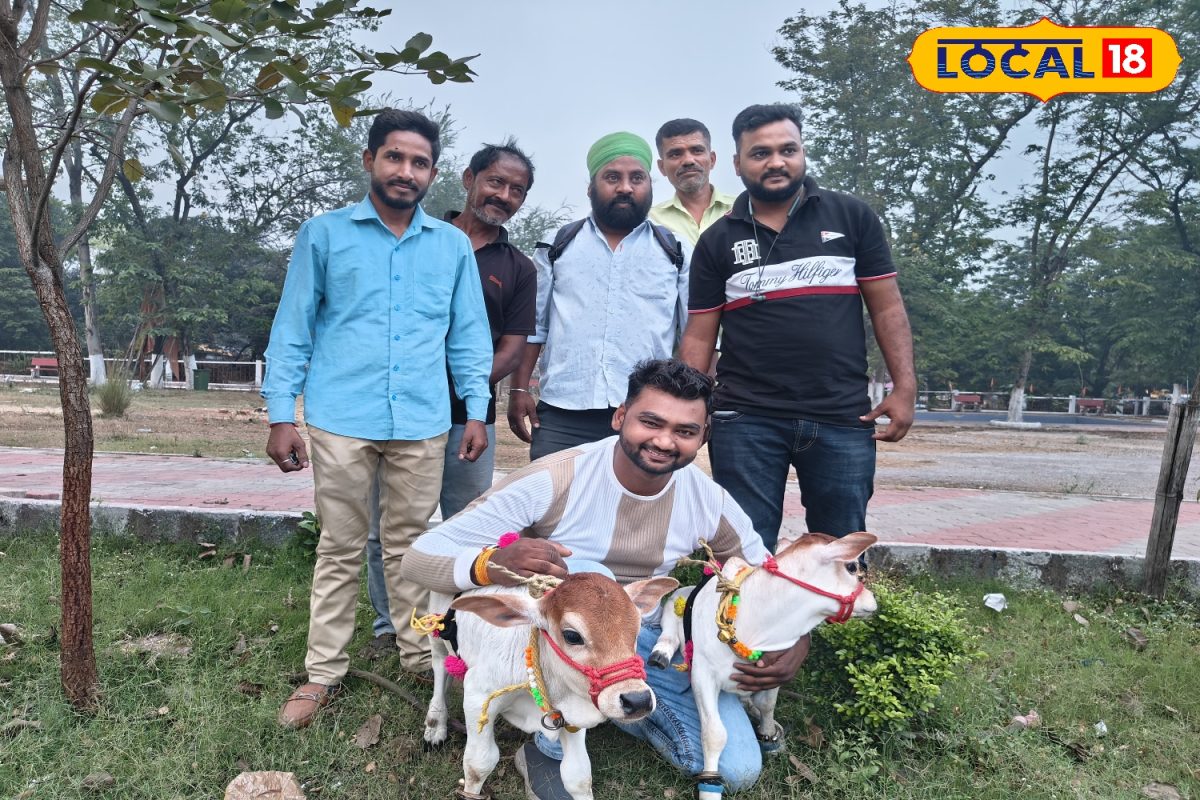 Mini cow: डेढ़ फीट की ‘मिनी गाय’... 25 किलो वजन, रोज देती है 1 लीटर दूध