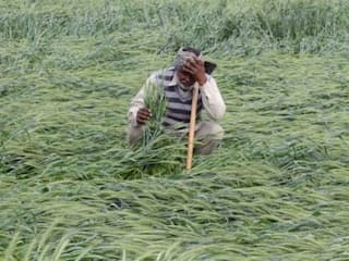 बेमौसम बारिश और ओलावृष्टि से फसलों को भारी नुकसान।