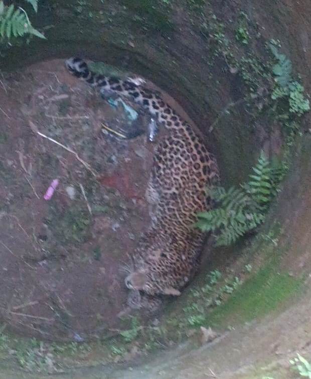 Bijnor News: कुएं में गिरी मादा गुलदार, वन विभाग ने रेस्क्यू किया