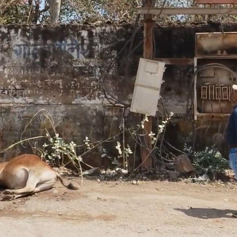 बिजली पोल में करंट से गोवंश की मौत:मैहर में लोगों में आक्रोश, बिजली कंपनी पर लापरवाही का आरोप
