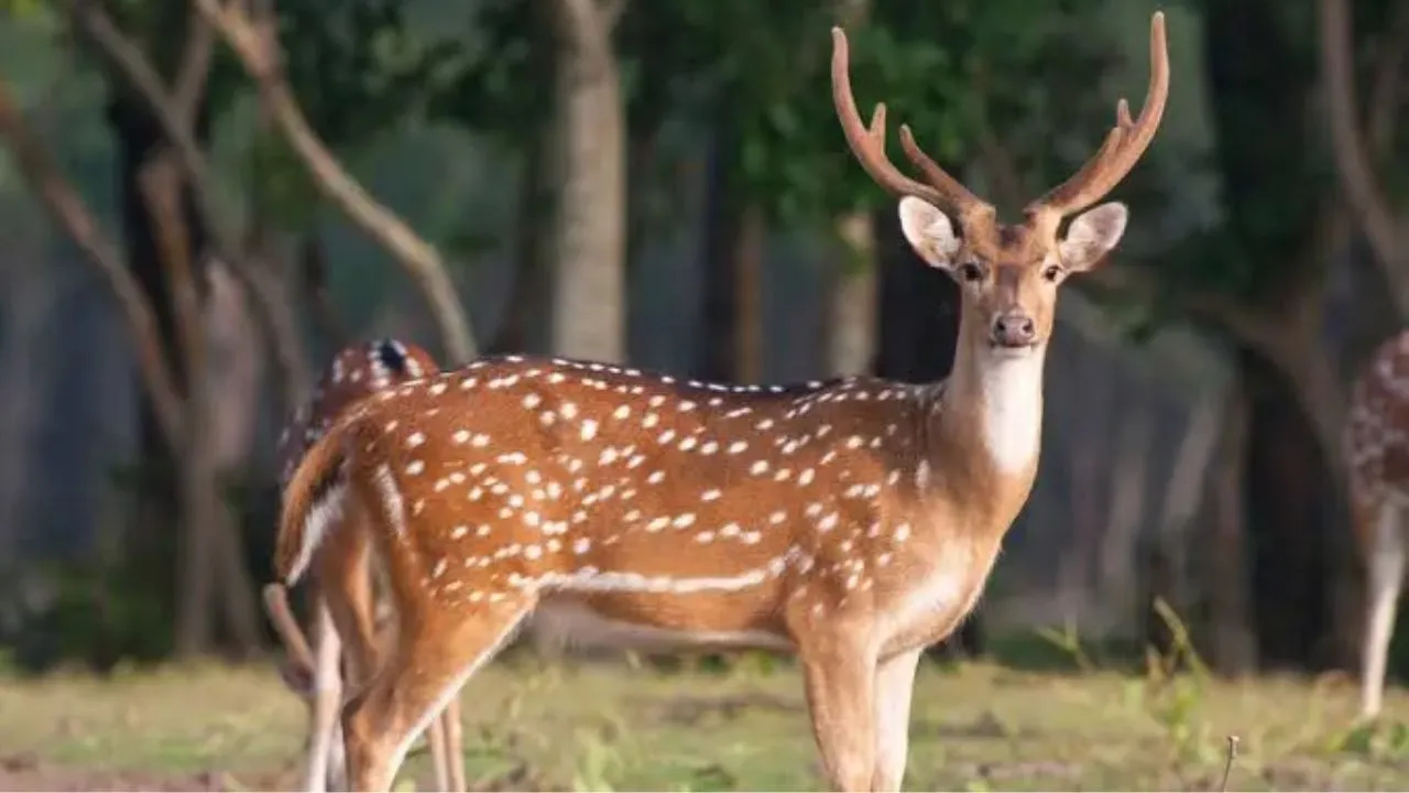 नवेगांव-नागझिरा टाइगर रिजर्व का मास्टर प्लान तैयार, बाघों के लिए 500 चीतलों की व्यवस्था