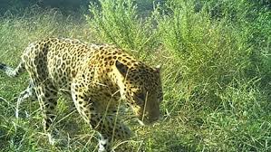 मुंबई : महाराष्ट्र में तेंदुओं को अनुसूची 2 की प्रजाति के रूप में पुनः वर्गीकृत किया जाएगा