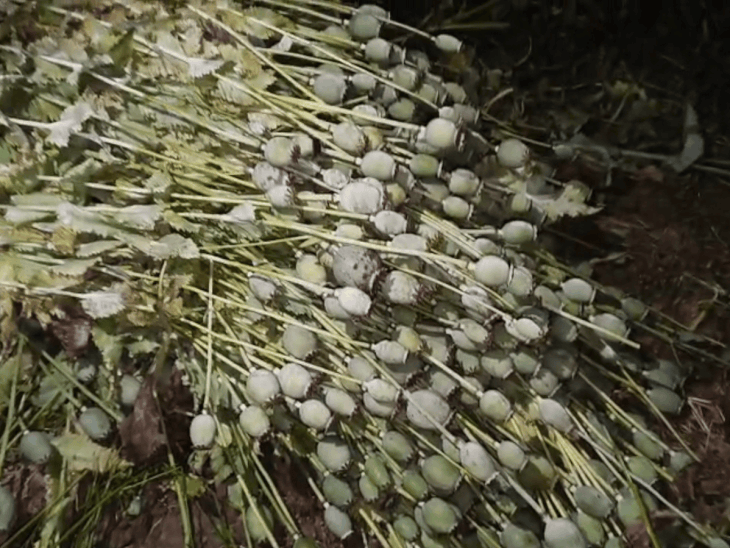 छतरपुर में पुलिस ने अवैध अफीम की फसल नष्ट की:आधा एकड़ खेत से हजारों पेड़ जब्त, सरपंच समेत छह लोगों की साझेदारी की संभावना