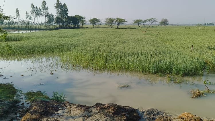 Auraiya News: रजबहा की खंदी फटने से सैकड़ो बीघा फसल जलमग्न