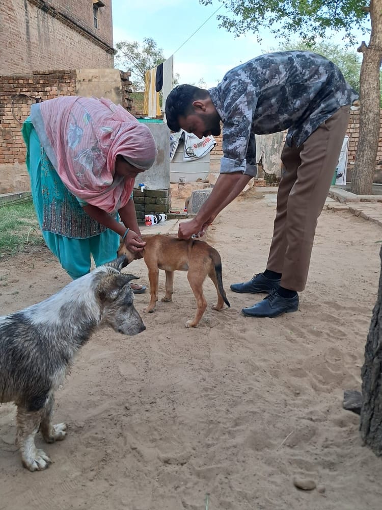 Mahendragarh-Narnaul News: 15 कुत्तों को एंटी रेबीज वैक्सीन