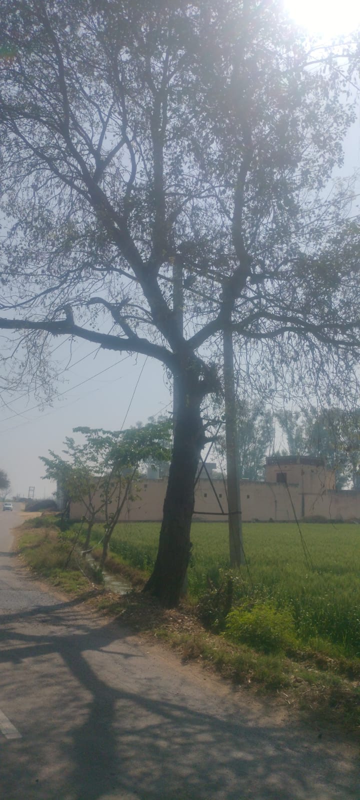 Fatehabad News: नीलगाय सामने आने से बाइक पेड़ से जा टकराई, दो दोस्तों की मौत