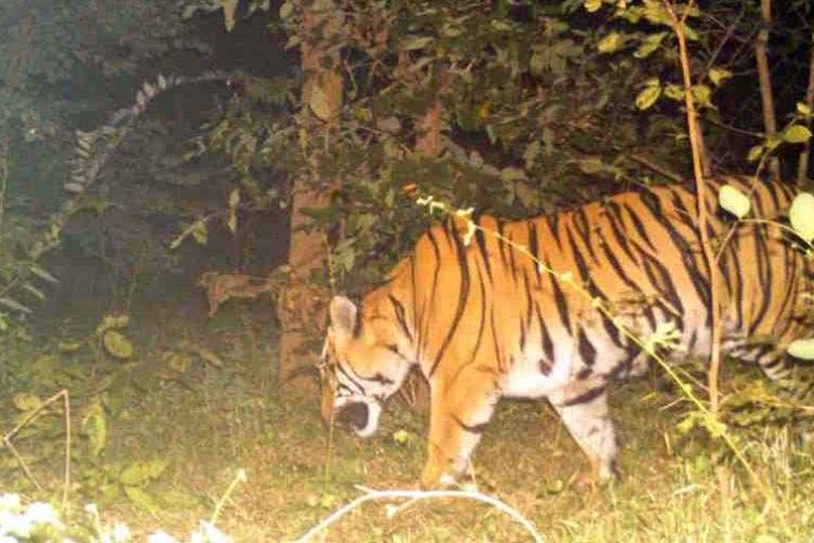 गरियाबंद और पाण्डुका में तेंदुए का आतंक अलग&अलग हमलों में बच्ची समेत दो घायल, इधर मुरुमगांव में तेंदुआ के हमले से एक ग्रामीण की मौत