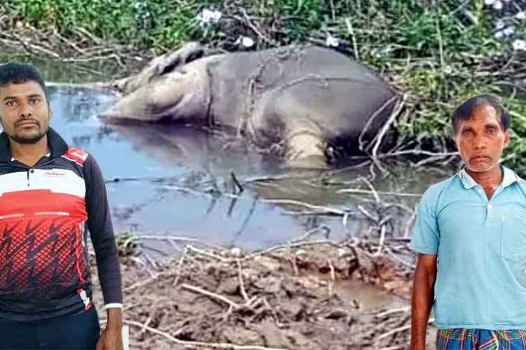 करंट की चपेट में आकर 2 हाथियों की मौत, दो गिरफ्तार, एक फरार आरोपी की तलाश जारी, युवा कांग्रेस ने कलेक्टर से किया उच्चस्तरीय जांच की मांग