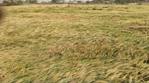 बेमौसम बारिश और ओलावृष्टि से फसलों को भारी नुकसान।
