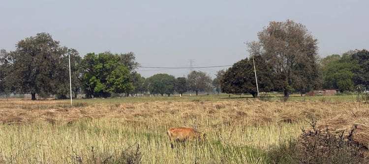 Bhadohi News: सूर्य की किरण फूटते ही छटे बादल, दोपहर में तेज धूप, शाम को हवा में नमी