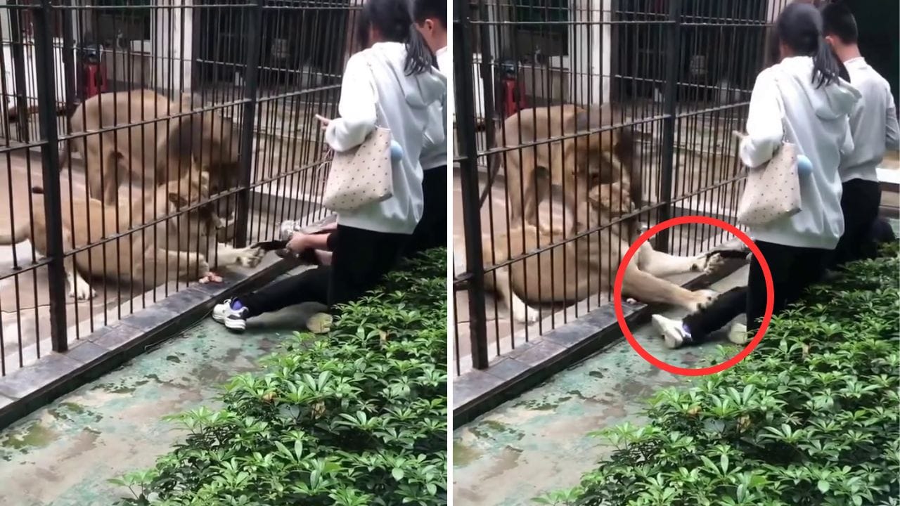 Viral Video: शेर के पिंजरे के पास जाना पड़ा महंगा, शेरनी ने पलक झपकते बच्ची को दबोचा: रोंगटे खड़े कर देगा यह वीडियो!