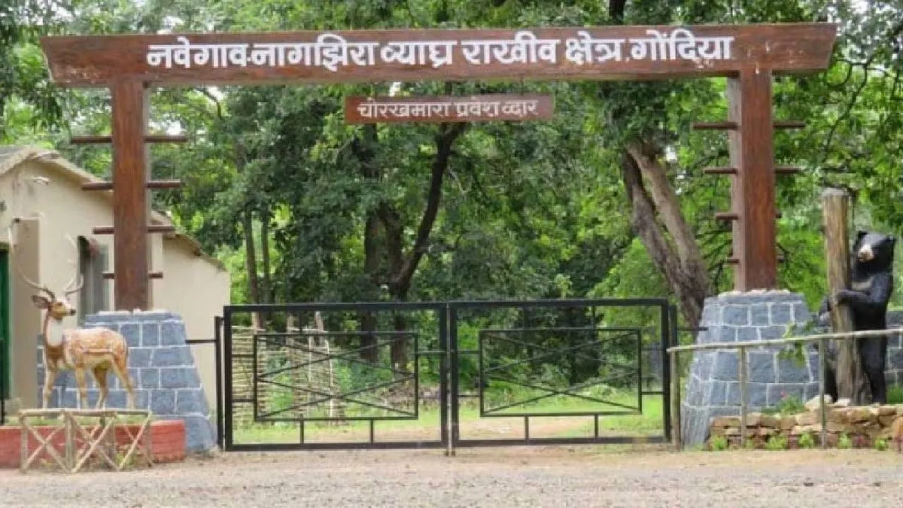 विदर्भ के बाघों के लिए ‘गुड न्यूज़’! नवेगांव-नागझिरा प्रकल्प का विस्तार, बफर जोन में आएंगे 185 गांव
