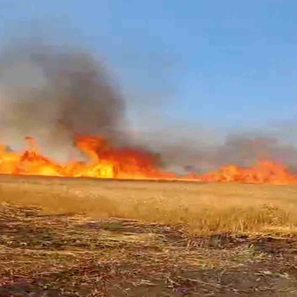 हरदा में अग्नितांडव...:सालभर की मेहनत राख; 60 एकड़ फसल खाक