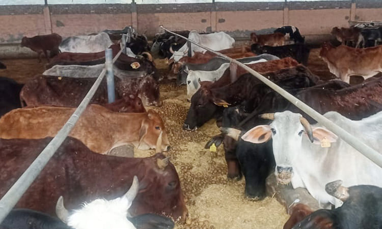 Fatehabad News: टोहाना की शिव नंदीशाला बनी समाज और गोसेवा में प्रेरणा का प्रतीक