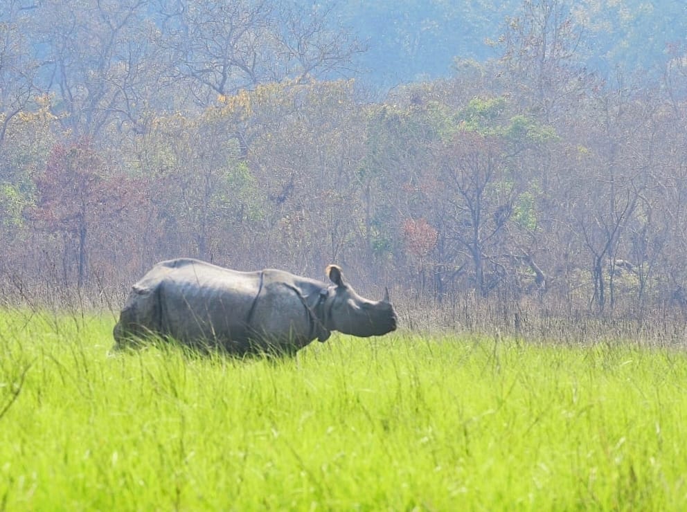 Lakhimpur Kheri News: खुले जंगल में छोड़े गए गैंडों की गतिविधियां सामान्य